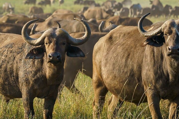 3-Day Maasai Mara Safari: Big Five Game Drives & Maasai Cultural Visit photo 2