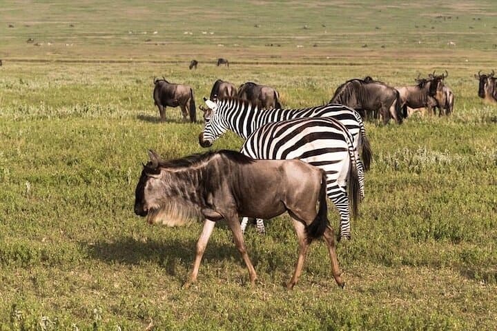 3-Day Maasai Mara Safari: Big Five Game Drives & Maasai Cultural Visit photo 1