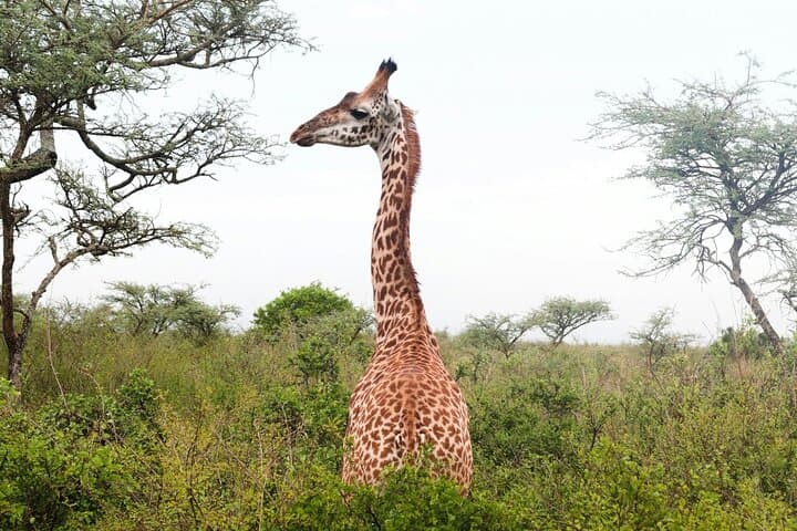 3-Day Maasai Mara Safari: Big Five Game Drives & Maasai Cultural Visit photo 3