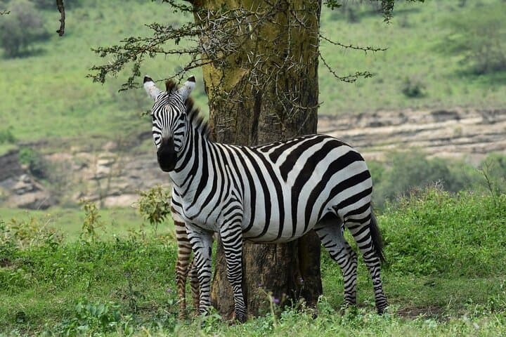 3-Day Maasai Mara Safari: Big Five Game Drives & Maasai Cultural Visit photo 4