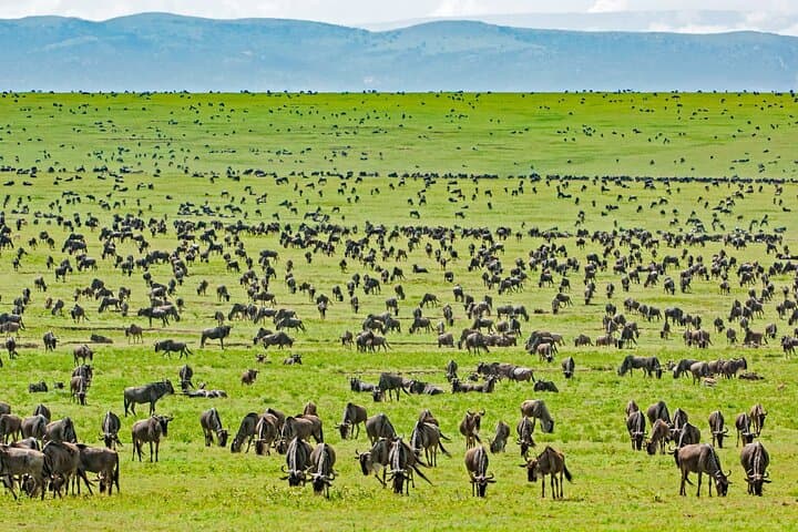 7-Day Mid-Luxury Tanzania Safari — Tarangire, Serengeti & Ngorongoro photo 2
