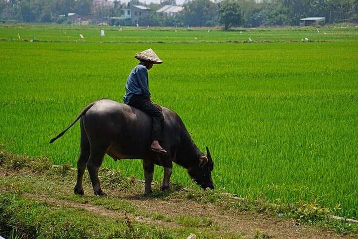 Vespa Through Hoi An: Cam Kim Island & Ancient Town Private Tour photo 4