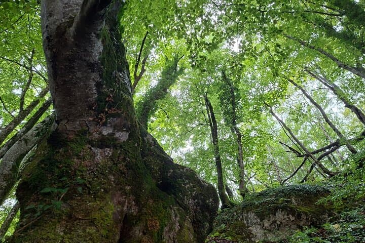 Full-Day Split to Zagreb Transfer with Plitvice Lakes National Park: What to Expect photo 6
