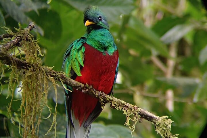 Monteverde Cloud Forest Birdwatching Hike — Guided Nature Tour in Costa Rica
