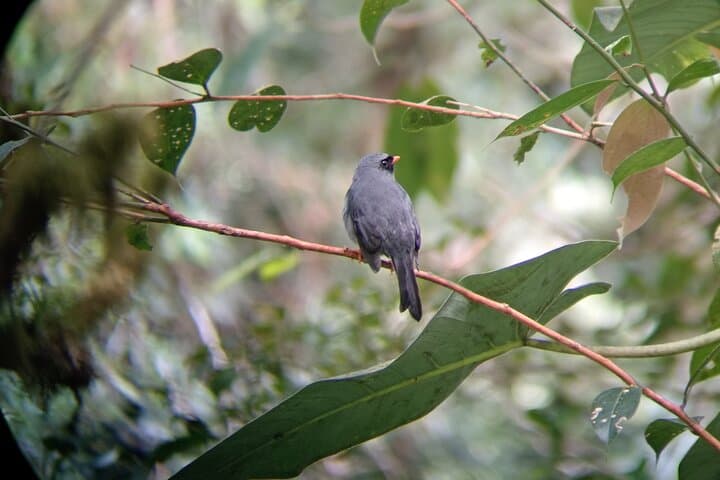 Monteverde Cloud Forest Birdwatching Hike — Guided Nature Tour in Costa Rica photo 2