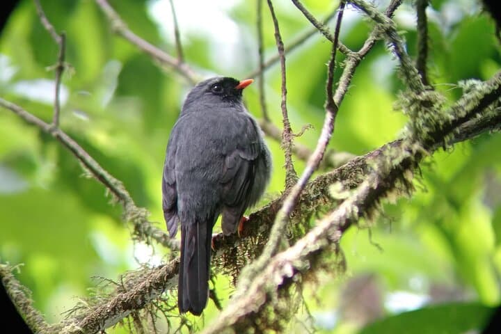 Monteverde Cloud Forest Birdwatching Hike — Guided Nature Tour in Costa Rica photo 3