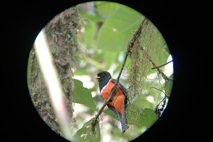 Monteverde Cloud Forest Birdwatching Hike — Guided Nature Tour in Costa Rica photo 4