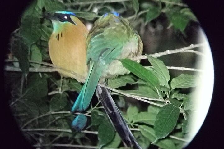 Monteverde Cloud Forest Birdwatching Hike — Guided Nature Tour in Costa Rica photo 5