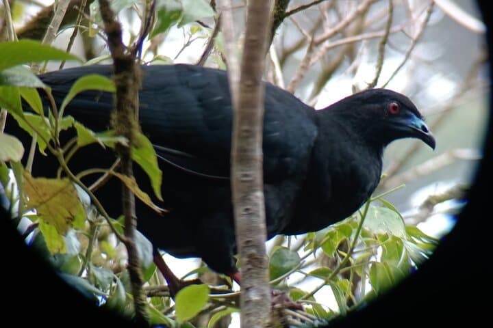 Monteverde Cloud Forest Birdwatching Hike — Guided Nature Tour in Costa Rica photo 6