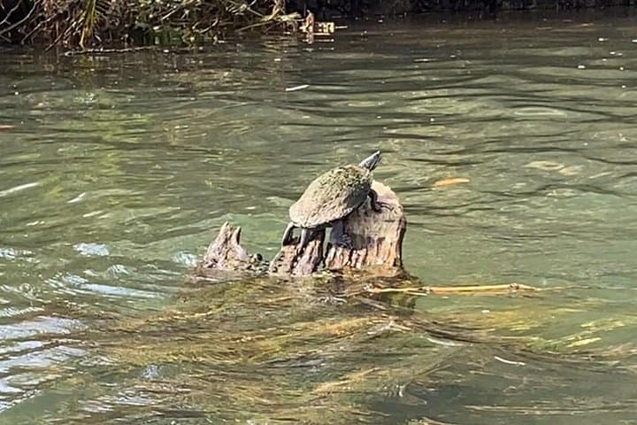 Rainforest Kayak Tour at Río Mameyes — Luquillo Mangrove & Estuary Paddle photo 5