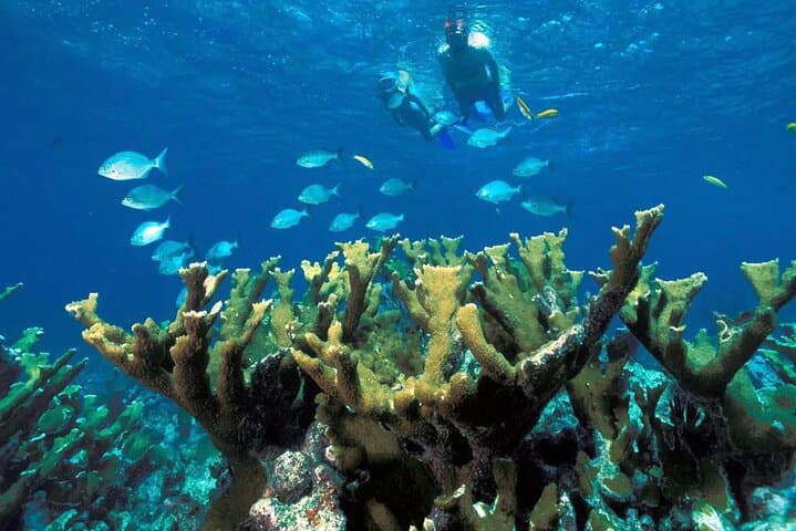 Isla Contoy Day Trip from Cancun: Snorkel Ixlache Reef & Isla Mujeres Visit photo 2