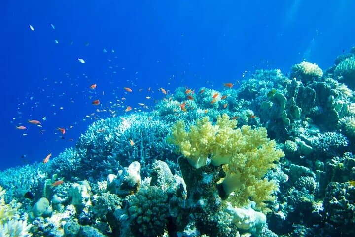 Isla Contoy Day Trip from Cancun: Snorkel Pristine Reefs, Birdlife & Isla Mujeres photo 2