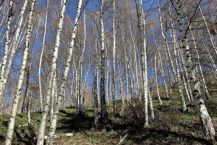 Hike Altynbas Mountain: Medeo Panorama and Saka Heritage photo 4