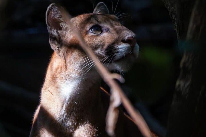 Into the San Pedrillo: 2-Day Corcovado Jungle Expedition photo 4
