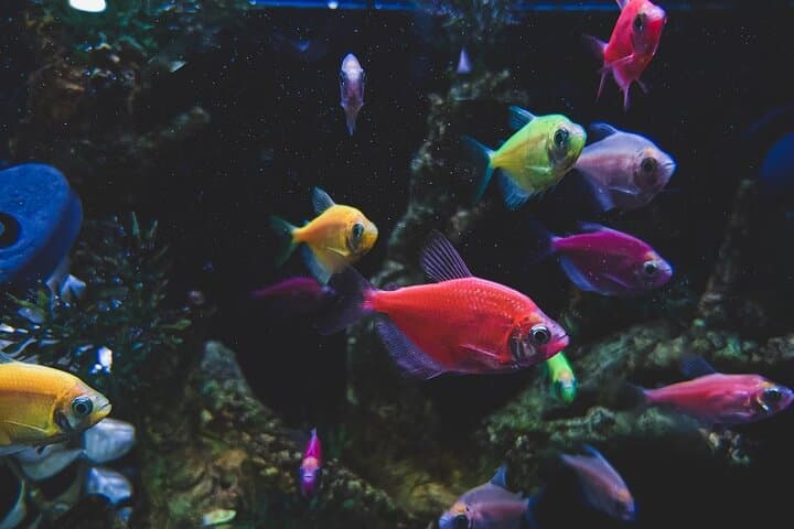 Aquaria KLCC Admission with Return Transfer — Kuala Lumpur Aquarium Experience