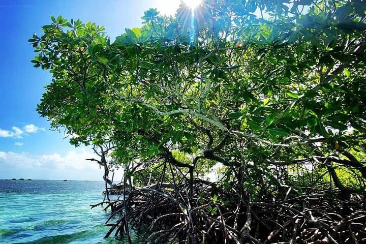 Half-Day Boat Trip in Grand Cul-de-Sac Marin, Guadeloupe