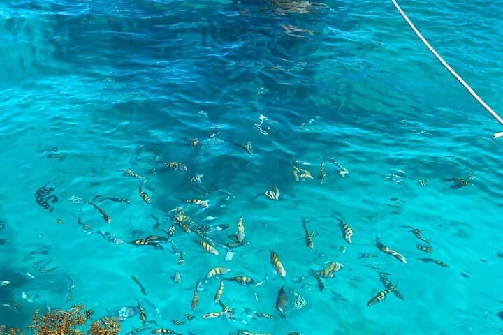 Catalina Island Snorkel & Beach Day — Dominican Lunch Included photo 2
