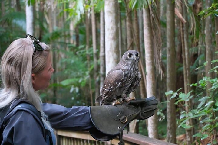 Buderim Forest Flight: Hands-On Owl Encounter on the Sunshine Coast photo 2