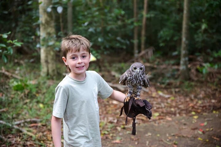 Buderim Forest Flight: Hands-On Owl Encounter on the Sunshine Coast photo 6