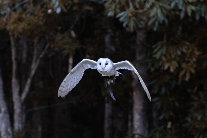Buderim Forest Flight: Hands-On Owl Encounter on the Sunshine Coast photo 5