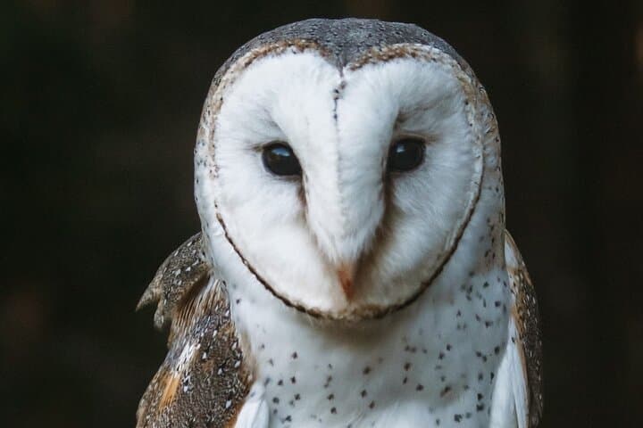 Buderim Forest Flight: Hands-On Owl Encounter on the Sunshine Coast photo 3