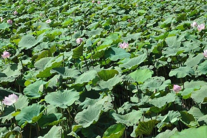 Boeng Pearaing Bird Watching at Tonle Sap: Lotus Farm Wetland Tour from Siem Reap photo 3