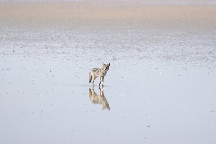 Private Antelope Island State Park Tour — Great Salt Lake Wildlife Safari photo 3