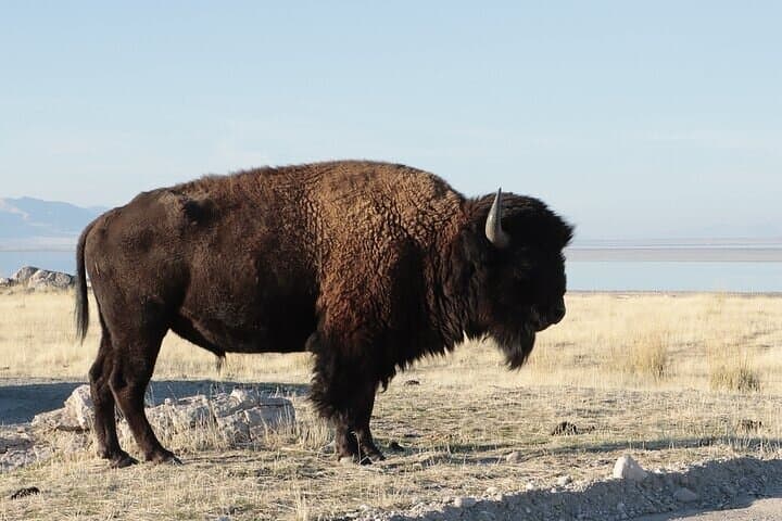 Private Antelope Island State Park Tour — Great Salt Lake Wildlife Safari photo 4