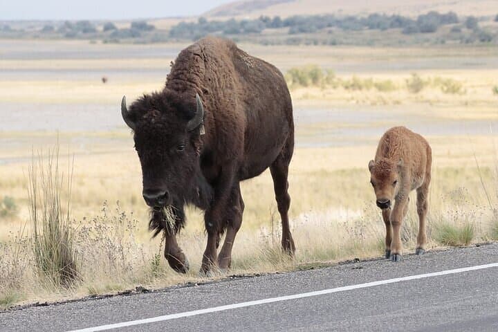 Private Antelope Island State Park Tour — Great Salt Lake Wildlife Safari photo 5