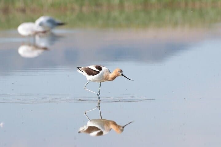 Private Antelope Island State Park Tour — Great Salt Lake Wildlife Safari photo 6