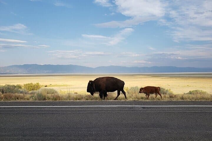 Private Antelope Island State Park Tour — Great Salt Lake Wildlife Safari photo 2