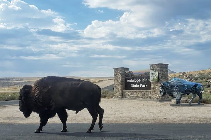 Private Antelope Island State Park Tour — Great Salt Lake Wildlife Safari
