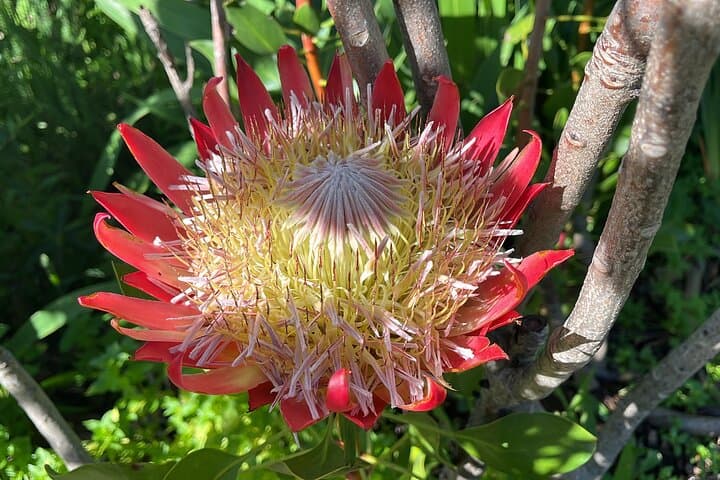 Table Mountain & Kirstenbosch: Cape Town’s Ultimate Nature Duo photo 3