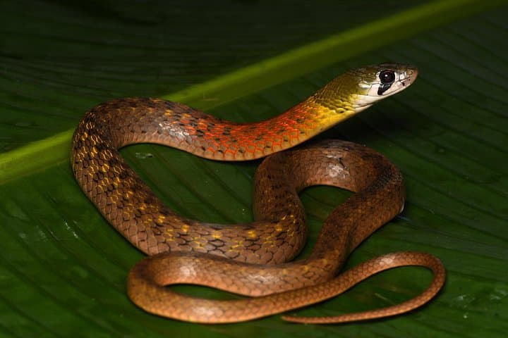 Hoi An Night Herping Tour: Spot Snakes, Vipers & Nocturnal Wildlife photo 2