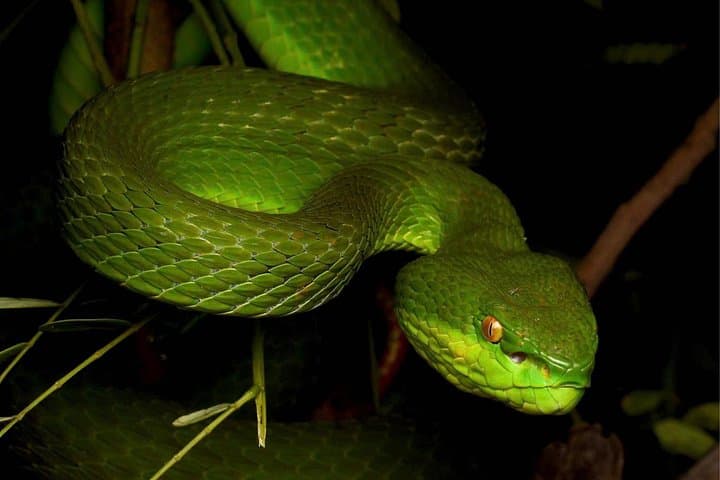 Hoi An Night Herping Tour: Spot Snakes, Vipers & Nocturnal Wildlife photo 1