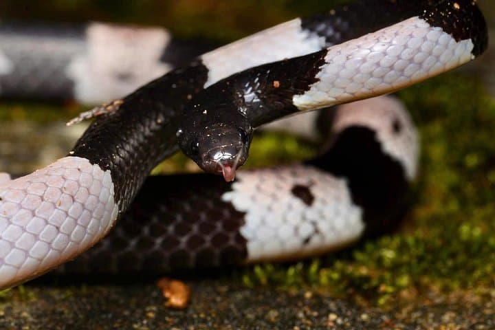 Hoi An Night Herping Tour: Spot Snakes, Vipers & Nocturnal Wildlife photo 3