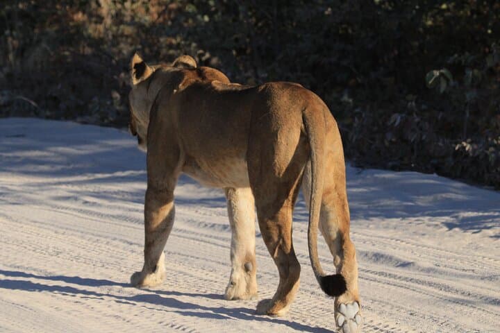 11-Day Botswana Safari & Victoria Falls Adventure — Okavango, Savuti & Chobe Highlights photo 2