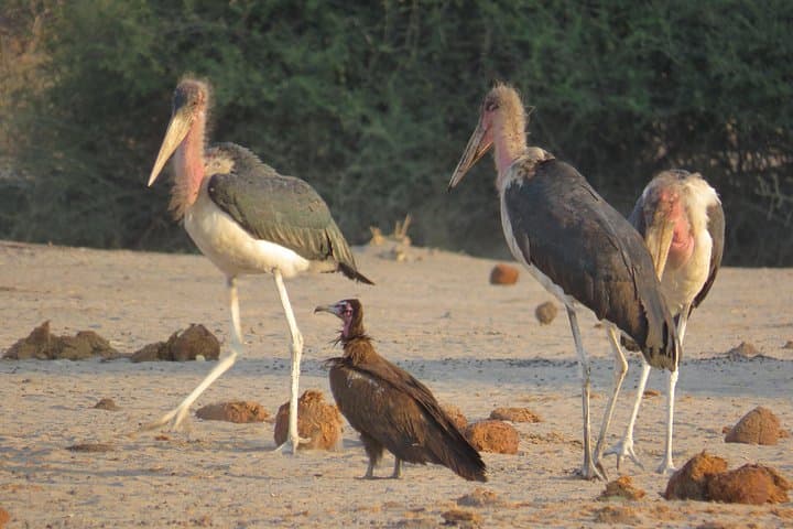11-Day Botswana Safari & Victoria Falls Adventure — Okavango, Savuti & Chobe Highlights photo 5