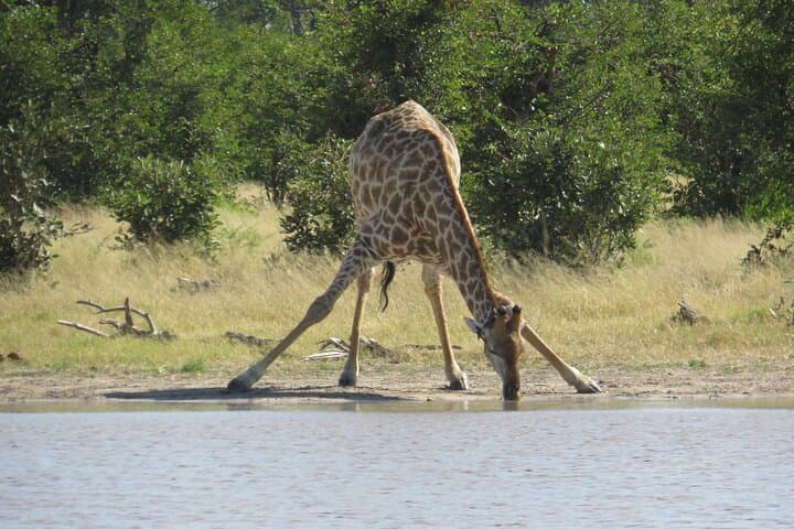 11-Day Botswana Safari & Victoria Falls Adventure — Okavango, Savuti & Chobe Highlights photo 6