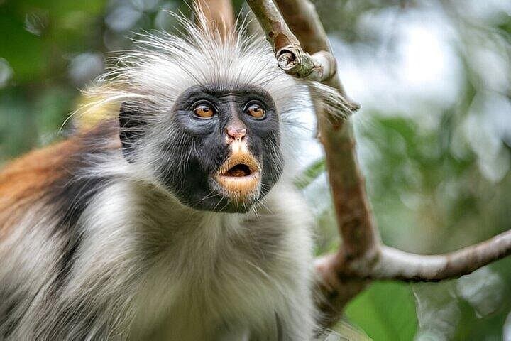 Jozani Forest and Stone Town Day Tour: Red Colobus, Mangroves & UNESCO Heritage photo 2