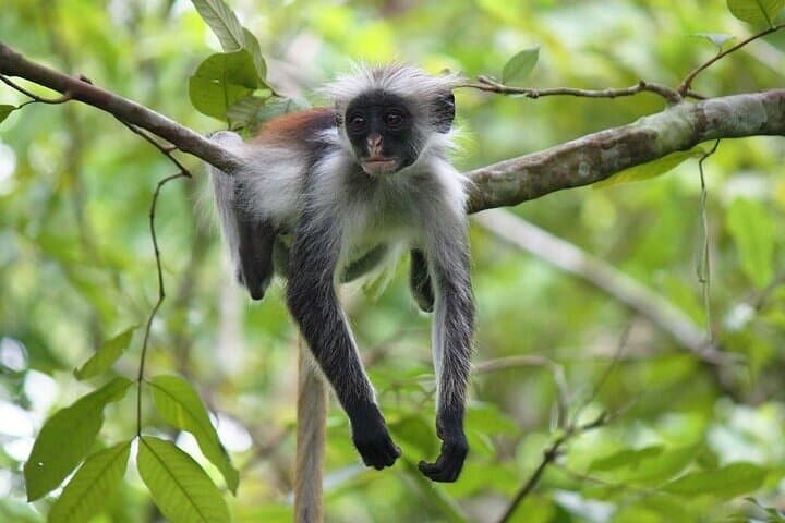 Jozani Forest Half-Day: Discover Red Colobus & Mangrove Boardwalk photo 3