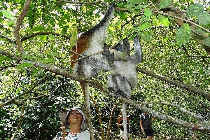 Jozani Forest and Stone Town Day Tour: Red Colobus, Mangroves & UNESCO Heritage photo 1