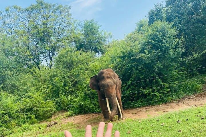 Udawalawe All-Inclusive Safari Tour: Elephant & Birdwatching Adventure photo 4