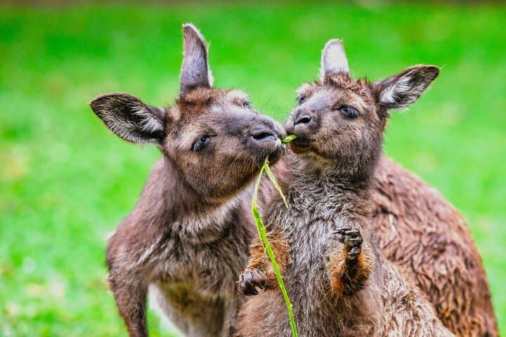 Blue Mountains Day Tour: Scenic World, Wildlife & Echo Point Views photo 6
