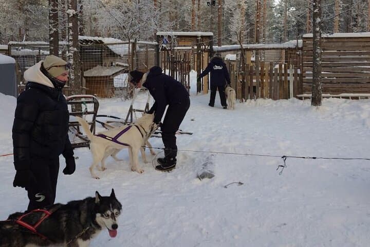 10km Husky Ride in the Taiga Taiga Forest from Rovaniemi — Kennel Visit & Mushing photo 6