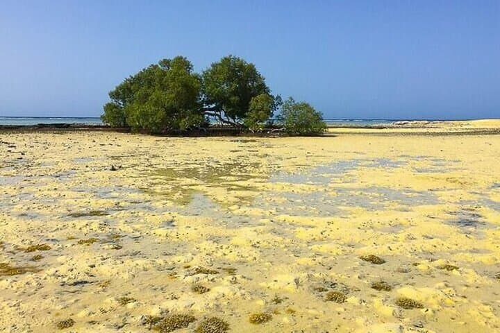 Snorkel El Qulan & Sharm El Luli: Half-Day Red Sea Mangroves and Reefs photo 2