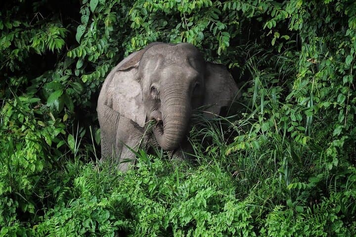 Maliau Basin Expedition: 3-Day 'Lost World' Wilderness Adventure from Tawau photo 5