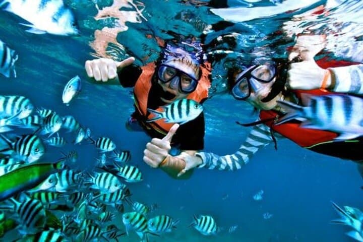 Sataya Reef Dolphin Snorkel — Swim with Spinner Dolphins from Marsa Alam photo 4
