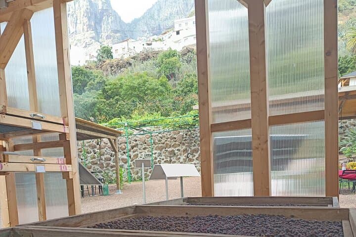 Finca Los Castaños Coffee Tour — Agaete Valley's Volcanic Arábica Experience photo 1
