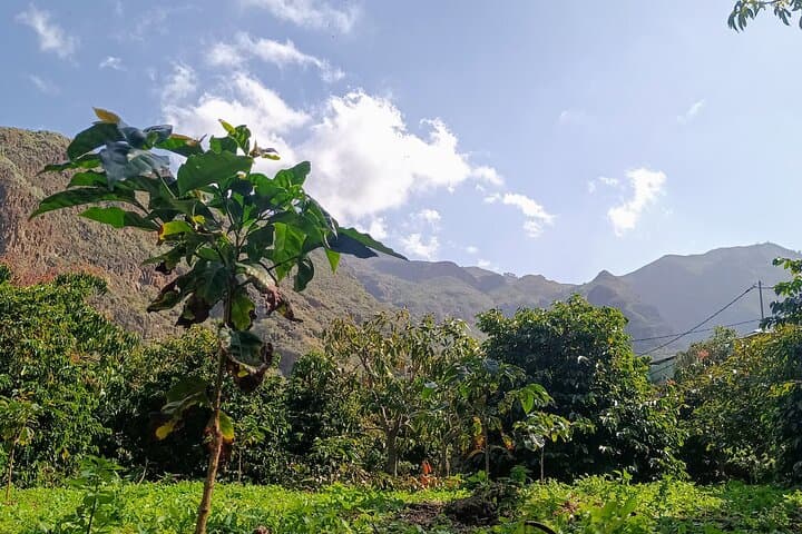 Finca Los Castaños Coffee Tour — Agaete Valley's Volcanic Arábica Experience photo 3